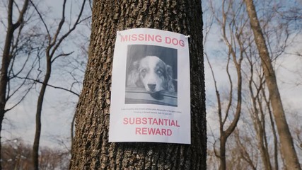 On the tree hangs a poster about the disappearance of the dog breed Australian Shepherd