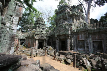 angkor wat with the tree