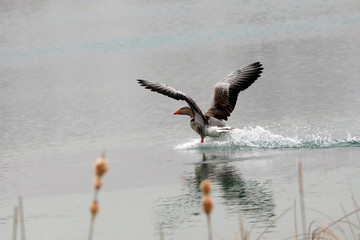 Graugans (Anser anser) läuft auf Wasser