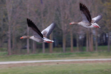 Graugans (Anser anser) zwei Tiere im Flug