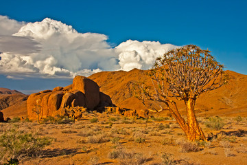 Gold coloured Quiver tree with storm clouds