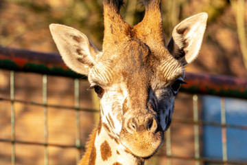 Zootiere Aalborg, Dänemark
