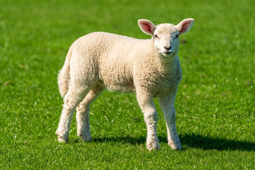 Obraz na płótnie Canvas Curious lamb on a meadow looking into the camera