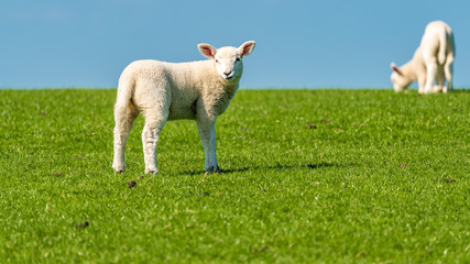 Obraz premium Curious lamb on a meadow looking into the camera