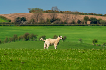 Obraz premium A lamb on a meadow