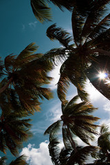 Fototapeta na wymiar Beautiful palm trees lashed by the wind in wild dominican beach: Playa Coson, Las Terrenas, Dominican Republic.