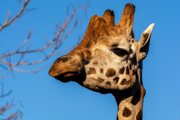 Zootiere Aalborg, Dänemark