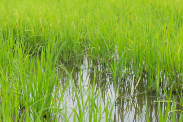 green rice field grow in paddy farm in rainy season