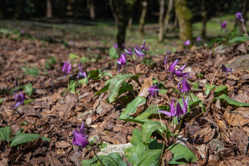 早春の雑木林の女王　カタクリ