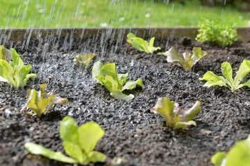 watering seedling lettuce just planted in a patch