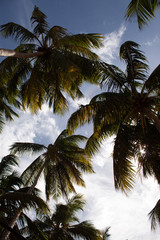 Fototapeta na wymiar Beautiful palm trees lashed by the wind in wild dominican beach: Playa Coson, Las Terrenas, Dominican Republic.