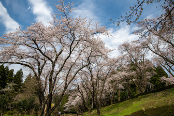 咲き誇るソメイヨシノ