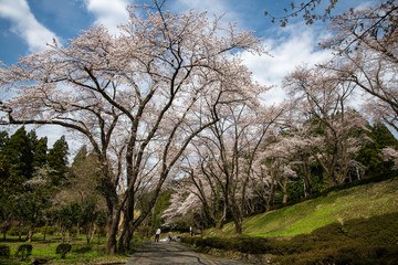 咲き誇るソメイヨシノ