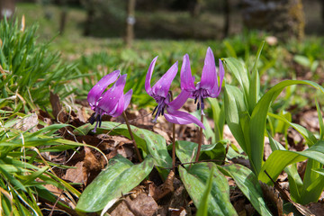 早春の雑木林の女王　カタクリ