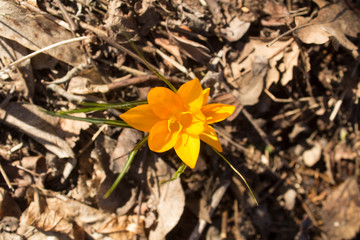 Single yellow crocus growing through last year's leaves.