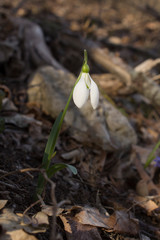 Single snowdrop growing through last year's leaves in the forest. Close up