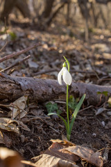 Single snowdrop growing through last year's leaves in the forest. Close up