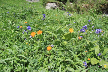 Flowers growing in the Altai Mountains in Siberia