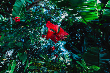 Rote Blume Blüte im Paradies eksotisch