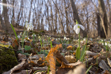 Glade full of snowdrops growing through last year's leaves in the forest. Close up