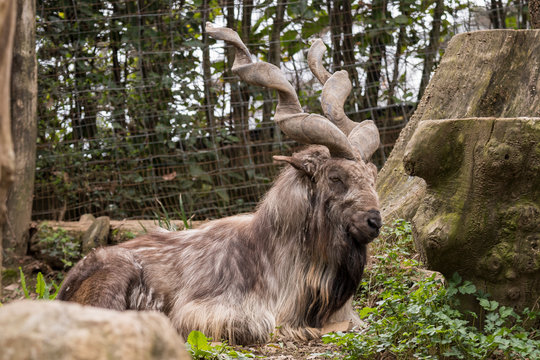 markor rest in a zoo in Italy