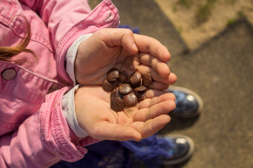 Kid's hands holding seeds of a tree.