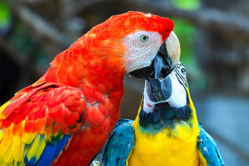 A blue and yellow macaw share some special momment with a scarlet macaw. Photography captured near Cartagena, Colombia.