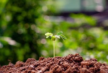 Background image of seedlings growing from fertile soil with morning sunlight.