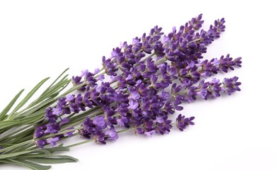 Bouquet of lavender.