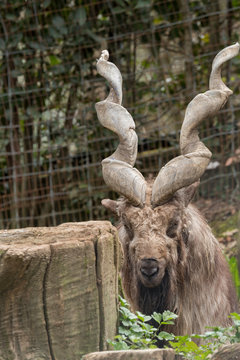 markor rest in a zoo in Italy