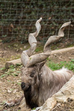 markor rest in a zoo in Italy