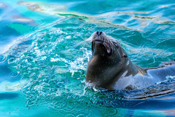 Obraz premium Zootiere Aalborg, Dänemark