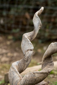 markor rest in a zoo in Italy