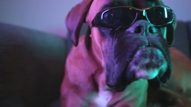Close up on dog's head with sunglasses.