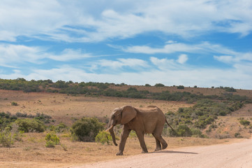 Wild elepant bull in African savannah landscape