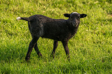 Curious lamb on a meadow looking into the camera