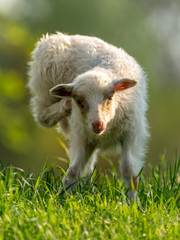 Obraz premium Curious lamb on a meadow looking into the camera