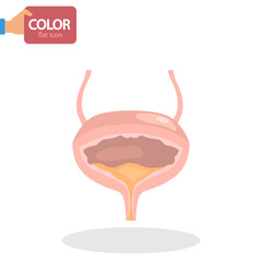 Human bladder color vector icon. Flat design
