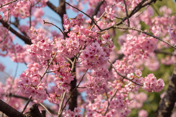 Sakura (Cherry Blossom)  blooming with blue sky in spring around Ueno Park in Tokyo , Japan.