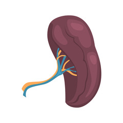 Human spleen color vector icon. Flat design