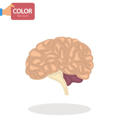 Human brain color vector icon. Flat design