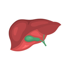 Human liver color vector icon. Flat design
