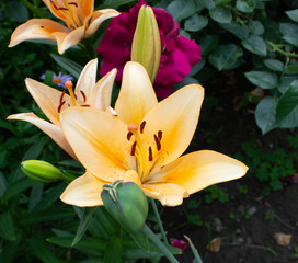 Fototapeta premium beautiful flowers growing in a flowerbed, a gift for March 8
