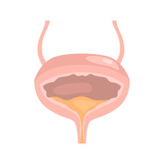 Human bladder color vector icon. Flat design