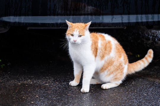 226 Best Chat Roux Images Stock Photos Vectors Adobe Stock