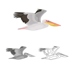 Flying pelican colored, line and monochrome icon set vector concept