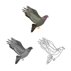 Flying dove colored, line and monochrome icon vector concept set