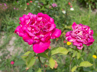 beautiful flowers growing in a flowerbed, a gift for March 8