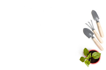 Seedlings and gardening tools