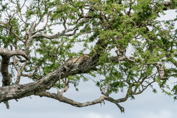 Obraz premium Leopard in National Park Serengeti